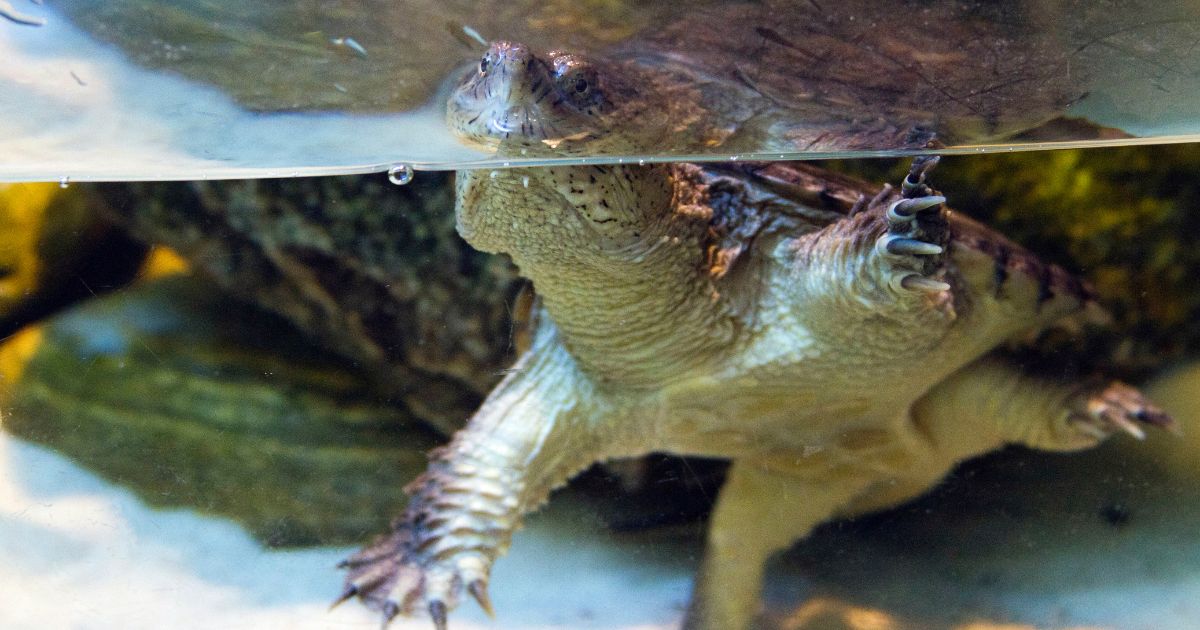 How To Create A Snapping Turtle Enclosure Setup - All Turtles