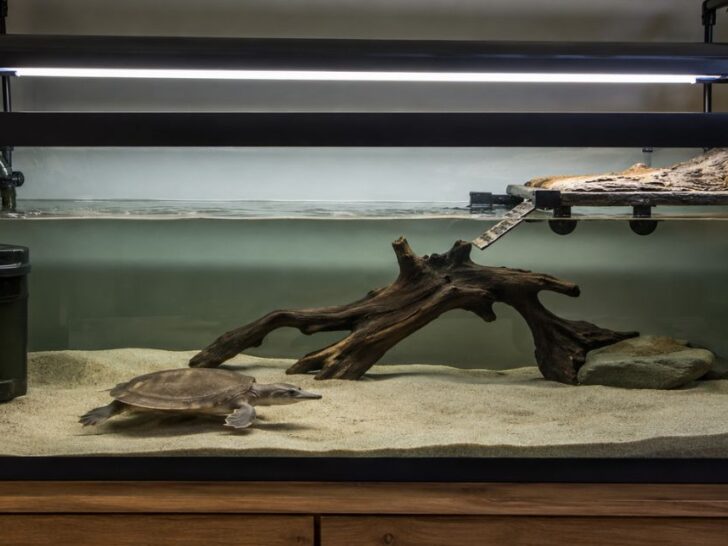 Softshell turtle tank setup with sand area, deep swimming space, filter, heater, UVB light, and basking platform.
