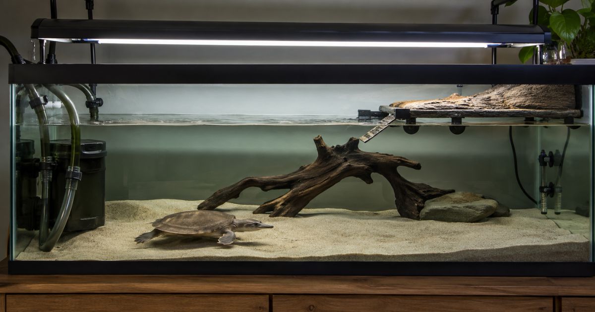 Softshell Turtle Tank Setup Guide - All Turtles