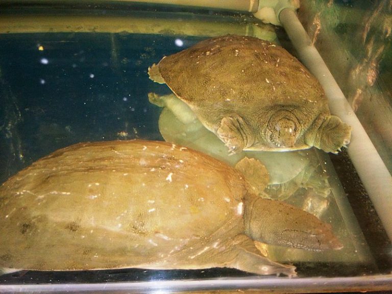 Turtle Shells Getting Soft How Big Do Softshell Turtles Get? (22 Types) - All Turtles