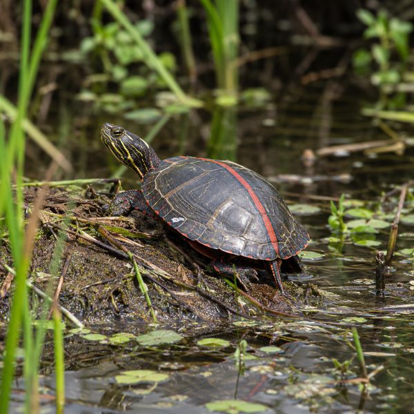 Southern painted turtle with a red stripe down the center of its shell in Oklahoma wetland habitat.