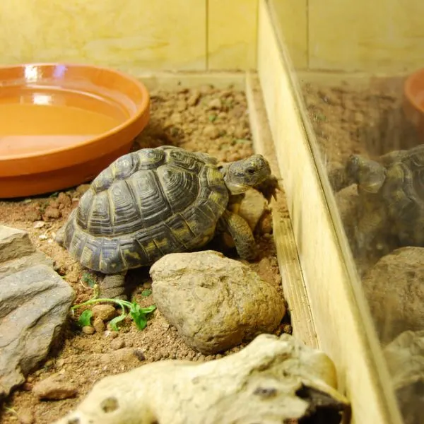 turtle exploring its enclosure