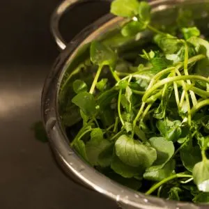 watercress in a bowl