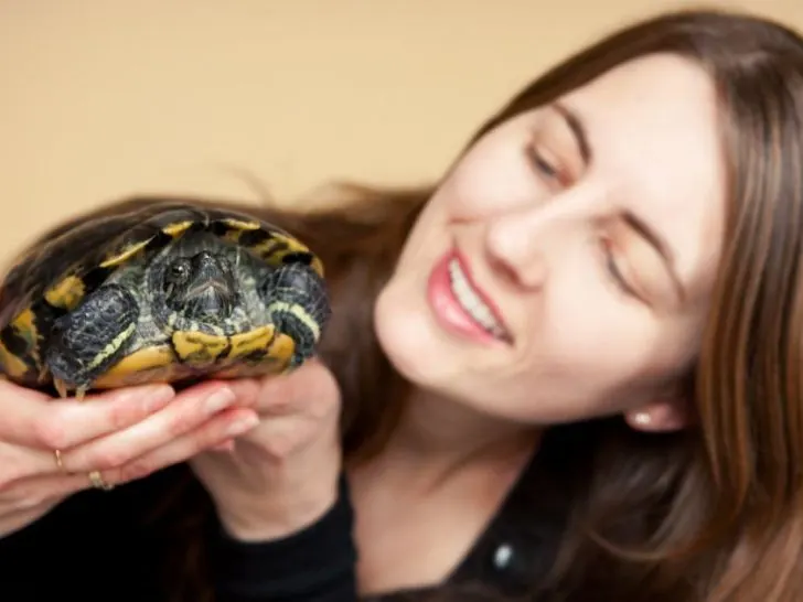 How do turtles show affection to humans