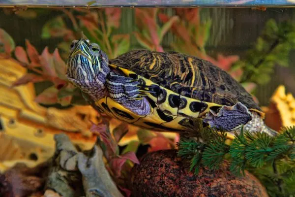 yellow bellied turtle swimming in clean tank